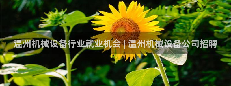 金年会体育一直输