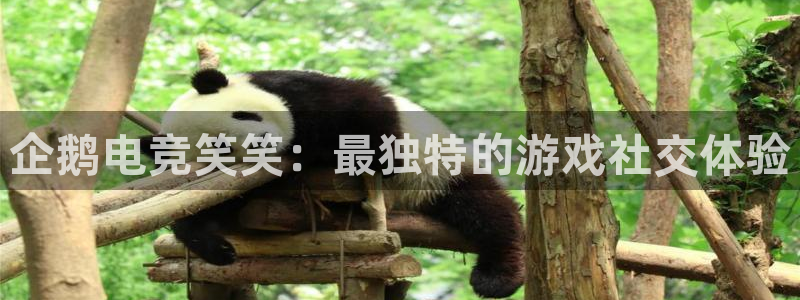 乐鱼电竞英雄联盟app官方：企鹅电竞笑笑：最独特的游戏社交体验